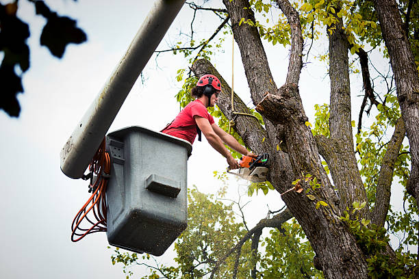 Hydro, OK Tree Service Company